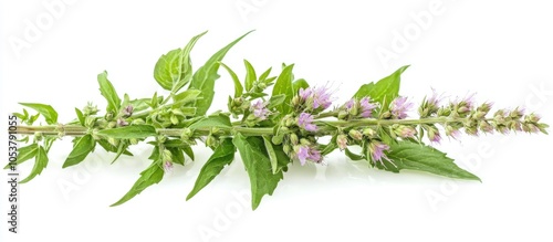 Motherwort Medicinal Herb Plant Isolated On White Background Also Leonurus Cardiaca Throw Wort Lion S Ear Or Tail photo