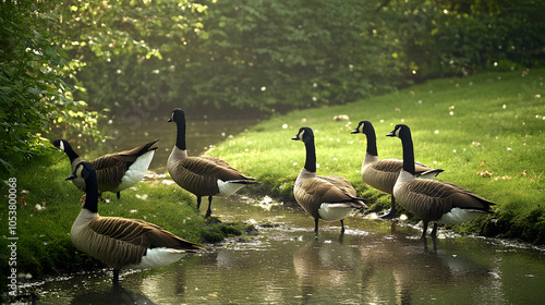 group of canada geese gathered around a stream of water in public park in france. Wild brenta canadensis birds are part of urban wildlife and considered a pest species in europe