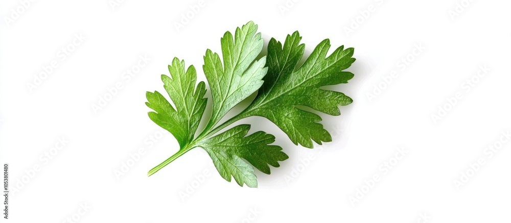 Fototapeta premium Green Leaf Of Parsley Isolated On White Background