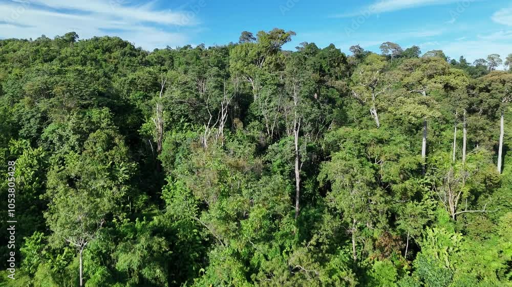 Aerial drone shot over primary Jungle tropical rain forest in Nan, Thailand. Aerial view, moving over a rainforest tree canopy in a slow pace beautiful green nature background of a tropical forest. Aerial drone shot over primary Jungle tropical rain forest in Nan, Thailand. Aerial view, moving over a rainforest tree canopy in a slow pace beautiful green nature background of a tropical forest.