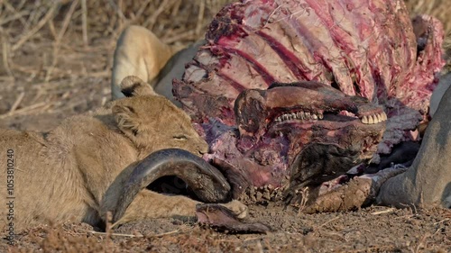 pride of lioness (Panthera leo) with cubs at buffalo kill, South Luangwa National Park, Mfuwe, Zambia, Africa photo