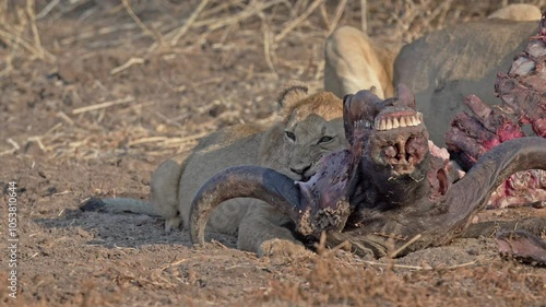 pride of lioness (Panthera leo) with cubs at buffalo kill, South Luangwa National Park, Mfuwe, Zambia, Africa photo