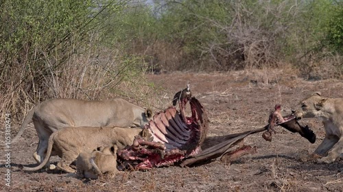 pride of lioness (Panthera leo) with cubs at buffalo kill, South Luangwa National Park, Mfuwe, Zambia, Africa photo