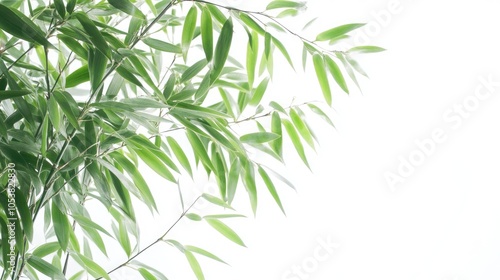 Bamboo leaves and branches on a white background showcasing vibrant green foliage