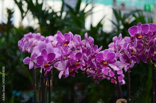 A close-up photo of a purple orchid flower, doritaenopsis artificial hybrid genus plant or moon orchid. It is a terrestrial plant found outdoors, possibly in Indonesia. photo