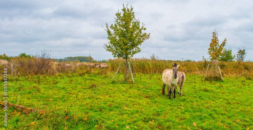 Fototapeta premium Horses in a green grassy meadow in wetland in autumn, Oostvaardersplassen, Almere, Flevoland, The Netherlands, October 28, 2024