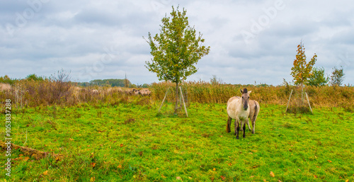 Horses in a green grassy meadow in wetland in autumn, Oostvaardersplassen, Almere, Flevoland, The Netherlands, October 28, 2024 photo