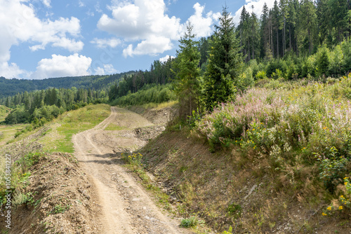 Dirt road in the forest. Nature outdoor. Summer day. Green trees