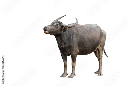 Buffalo isolated on white background