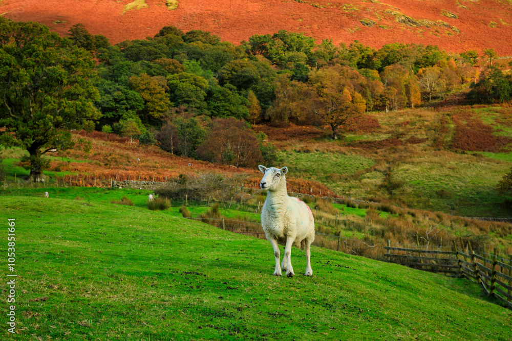 Naklejka premium Beautiful autumnal landscape in Lake District National Park. England, UK