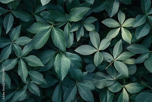 Green plant with large leaves in a sunlit room next to a window, casting a shadow on a wooden table. photo