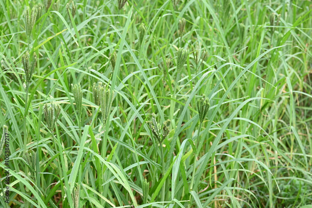Obraz premium Eleusine coracana or finger millet plants. It is called Ragi and madua in India and Kodo in Nepal. It is an annual herbaceous plant. Its widely grown as a cereal crop in the in Africa and Asia. 