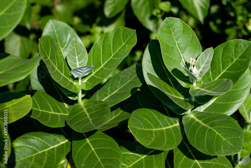 Calotropis gigantea, aka Giant Milkweed or Akondo leaves photo