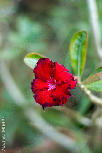 Caribbean Adenium are appreciated for their colorful flowers photo