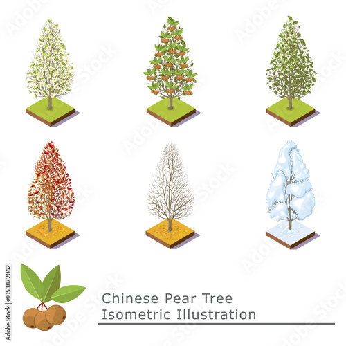 a set of pear trees. Chinese pears, trees in every season