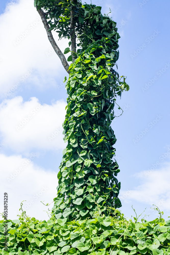 Fototapeta premium In front of the white clouds in the blue sky, creepers cling to a large tree