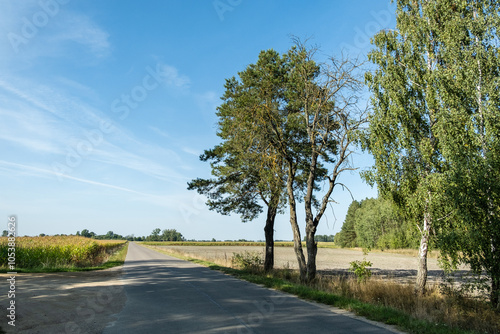 A road in the middle of nowhere leading to nowher photo