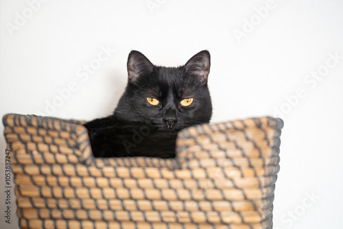 Majestätische schwarze Katze im Korb mit intensivem Blick
