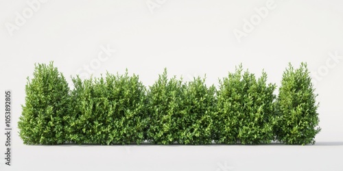 podocarpus hedges