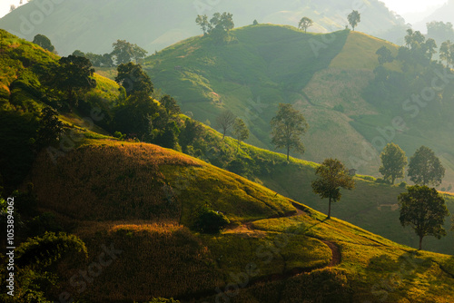 фотографія Lush green hills bathed in golden sunlight create serene landscape, showcasing b