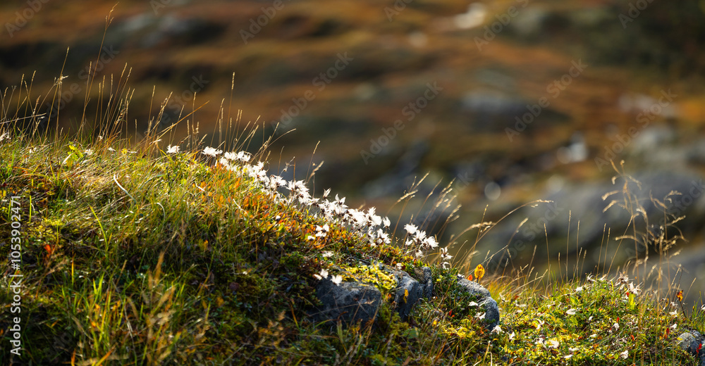 Fototapeta premium Beautiful autumn scenery with native plants growing on the slopes of the mountains in Northern Norway. Seasonal scenery of Scandinavia.