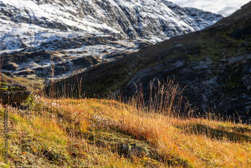 Beautiful autumn scenery with native plants growing on the slopes of the mountains in Northern Norway. Seasonal scenery of Scandinavia. photo