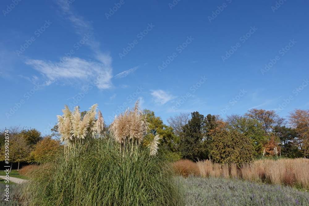 Obraz premium ススキと青空