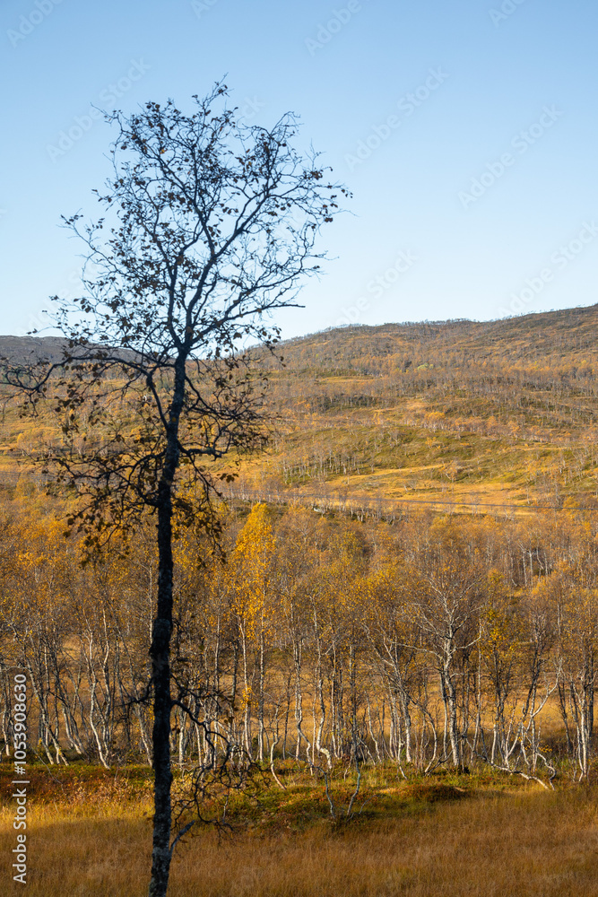 Fototapeta premium Beautiful colorful trees growing in the mountains in Northern Norway.