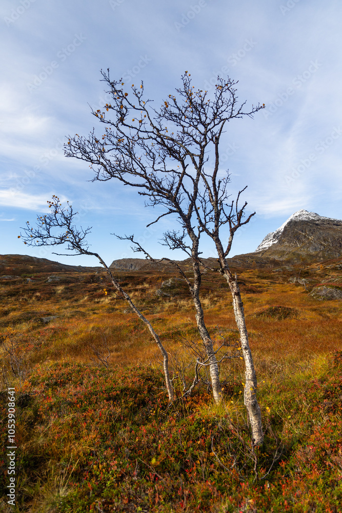 Beautiful colorful trees growing in the mountains in Northern Norway. Beautiful colorful trees growing in the mountains in Northern Norway.