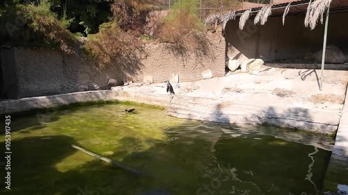 African penguin in zoo enclosure. Turkey, Istanbul