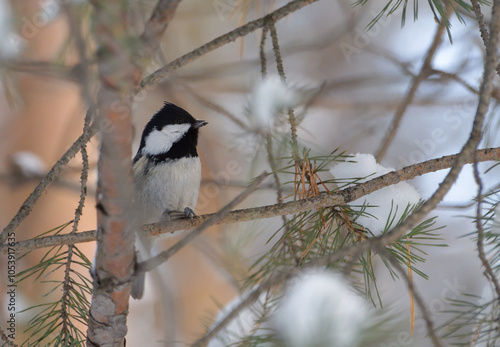 Coal tit in winter thickets photo