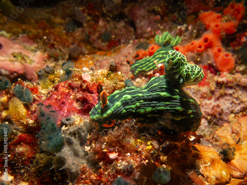 Colorful dorid nudibranch Kubaryana's Nembrotha, Nembrotha kubaryana, crawling on a stony coral, close up. Picture from Puerto Galera, Philippines photo