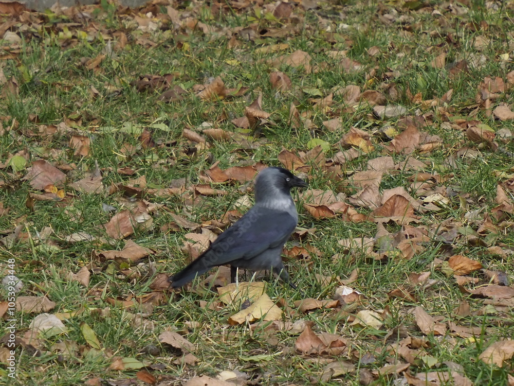 Obraz premium Crow on an autumn lawn among fallen leaves