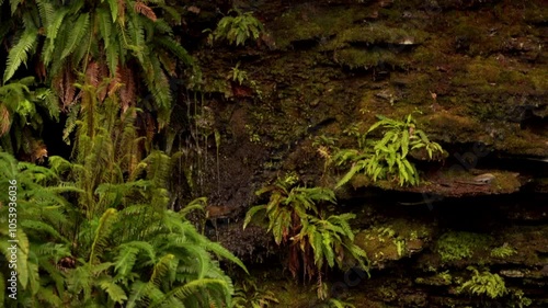 vidéo d'un plan fixe d'eau qui coule le long d'un gros rocher, avec des plantes qui sont arrosé par les sources