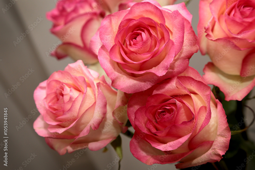 bouquet of roses with pale pink petals accented by bright pink edges, set against a soft white background. bouquet of roses with pale pink petals accented by bright pink edges, set against a soft white background.