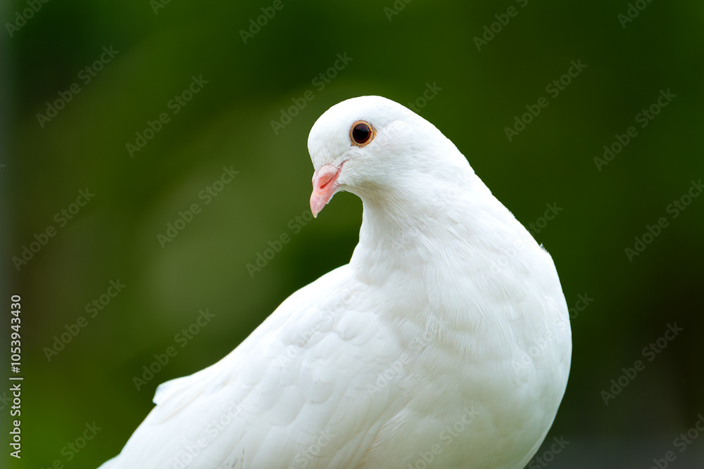 Fototapeta premium Beautiful pure white dove seen in a rural garden against a lush green background. Seen on a lush green, garden background.