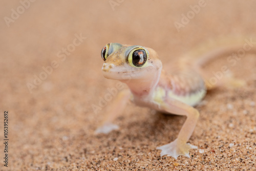 Augen des Dünengecko, namib dune gecko, endemisch in der Namib, Namibia