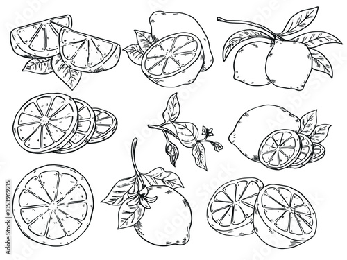 Set of hand drawn lemon and leaf  outline drawing food illustration set2