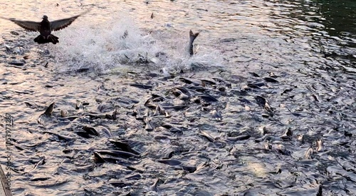 A school of catfish is fighting over food in the river