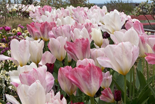 blühende Tulpen in verschiedenen Rosatönen in einem Park 