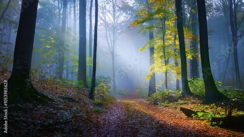 Wallpaper Mural Herbststimmung - Goldener Oktober - November Stimmung - 
Märchenwald - Herbstwald  Torontodigital.ca