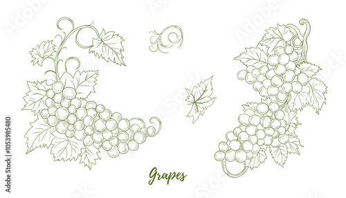 Set of vector grape branches with grapes and leaves line art illustration, hand-drawn graphic line vine. Grape leaf and vine. Grapes hanging branch. Vine grapes. Great for any designs, textile, art, w