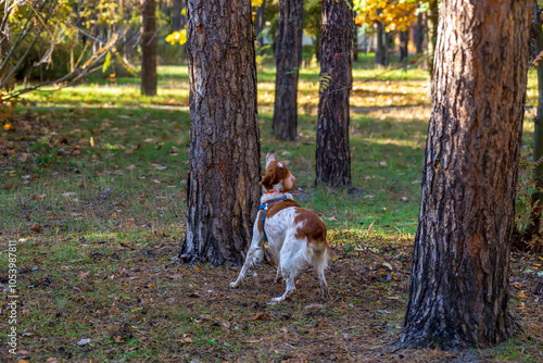 A large white and brown dog crouches under a tree and excitedly stalks a squirrel in an autumn park photo