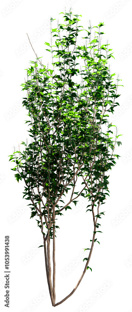 Fototapeta premium 3D Rendering Forsythia Plant on White