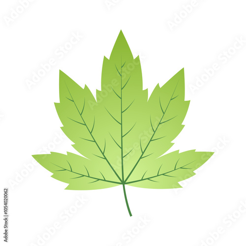 Vector illustration of green maple leaf on transparent background