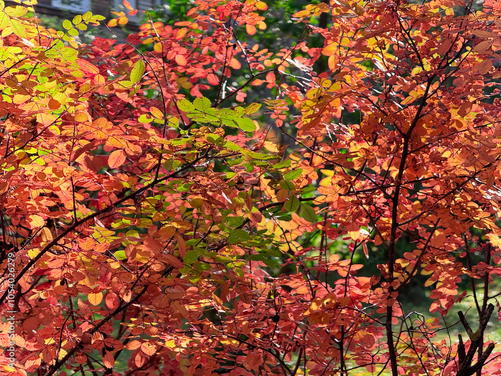 The bright yellow-orange fine foliage on the shrub is translucent in the sunny evening light close up. The bright yellow-orange fine foliage on the shrub is translucent in the sunny evening light close up.