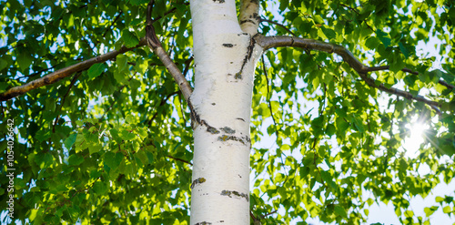 White Birch in Summer time background, trunk of birch tree 