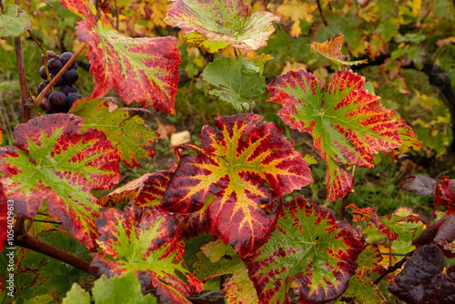 ensemble de feuilles au jolies couleur automnales avec une petite grappe de raisin noir ( pinot noir)