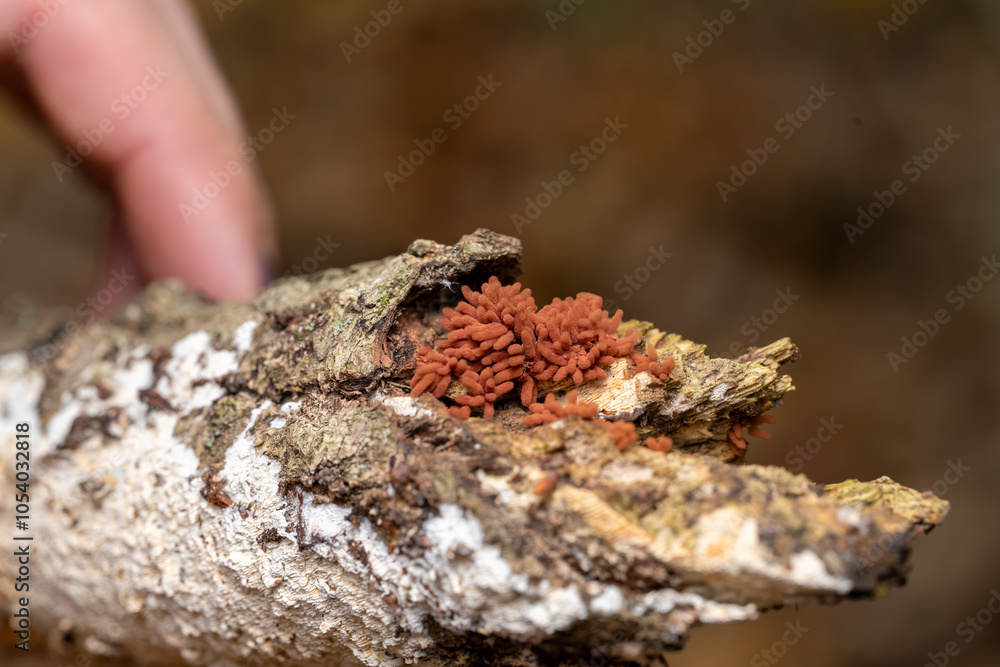 Fototapeta premium Arcyria denudata Carnival Candy Slime Mold