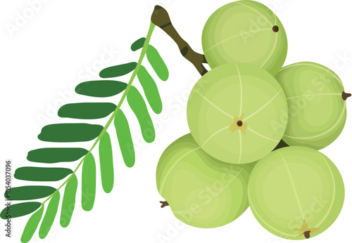 Amla or Indian Gooseberry Fruits with Branch Illustration Isolated on White Background